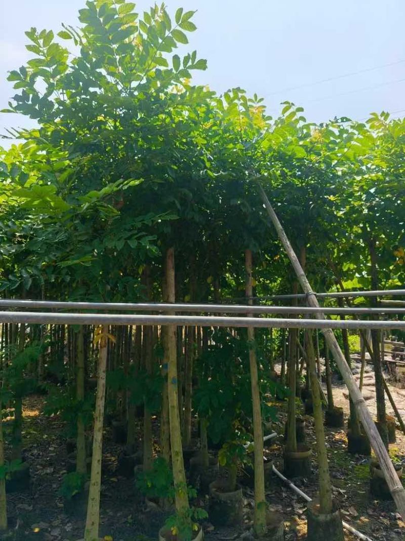 火焰木3-15公分源头基地直销规格齐全质量优质