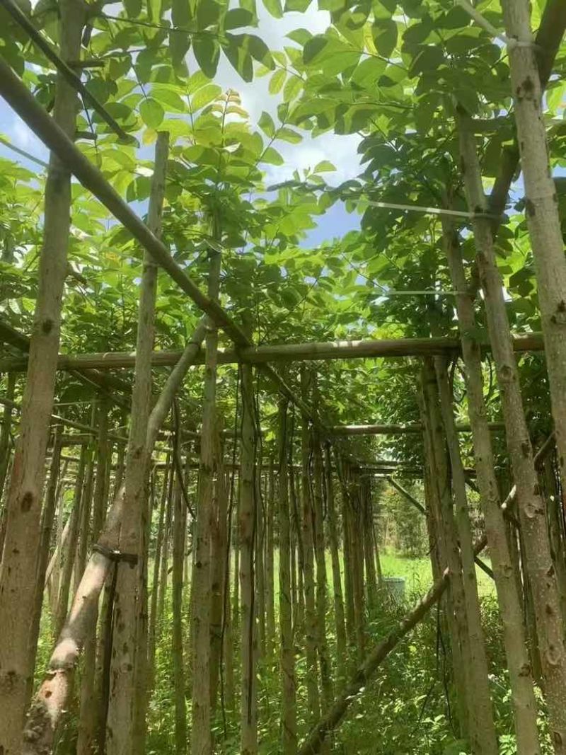 火焰木3-15公分源头基地直销规格齐全质量优质