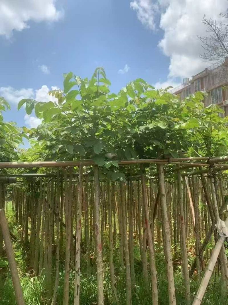 火焰木3-15公分源头基地直销规格齐全质量优质