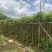 火焰木3-15公分源头基地直销规格齐全质量优质