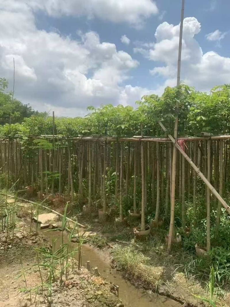 火焰木3-15公分源头基地直销规格齐全质量优质