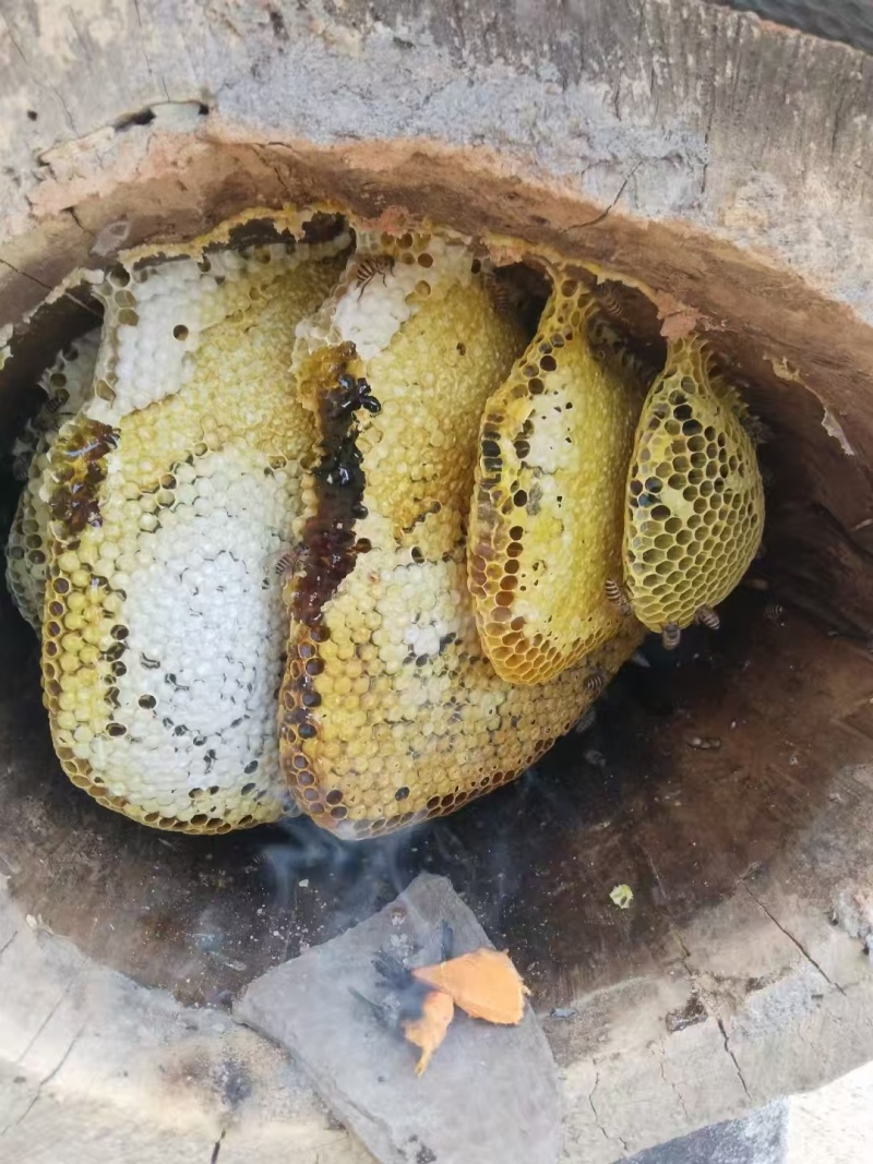 蜂蜜出来了