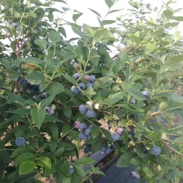 大量供货莱克西、薄雾蓝莓。