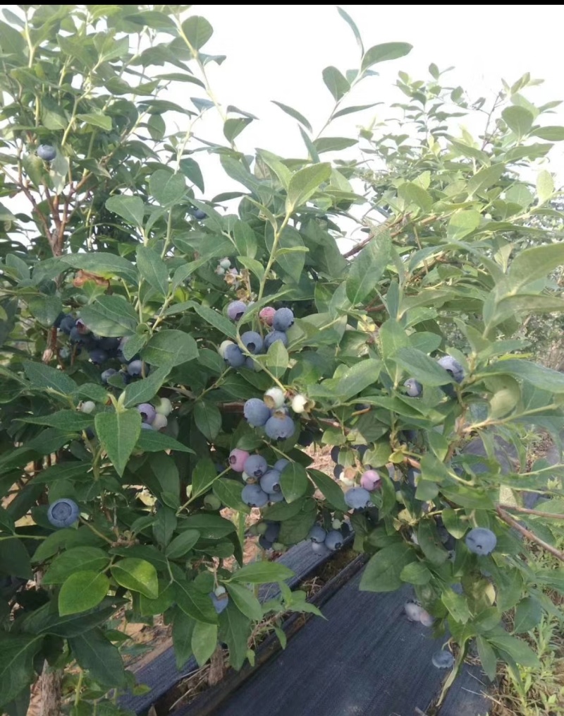 大量供货莱克西、薄雾蓝莓。