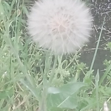 长喙婆罗门参种子