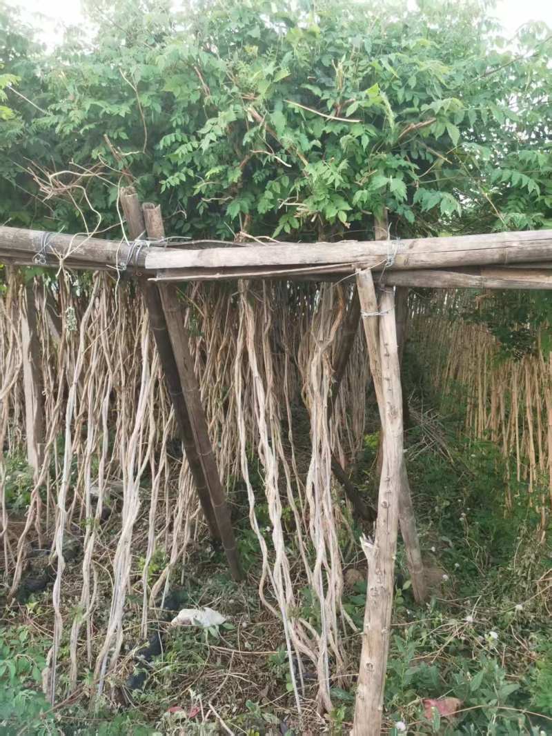 地栽凌霄苗
