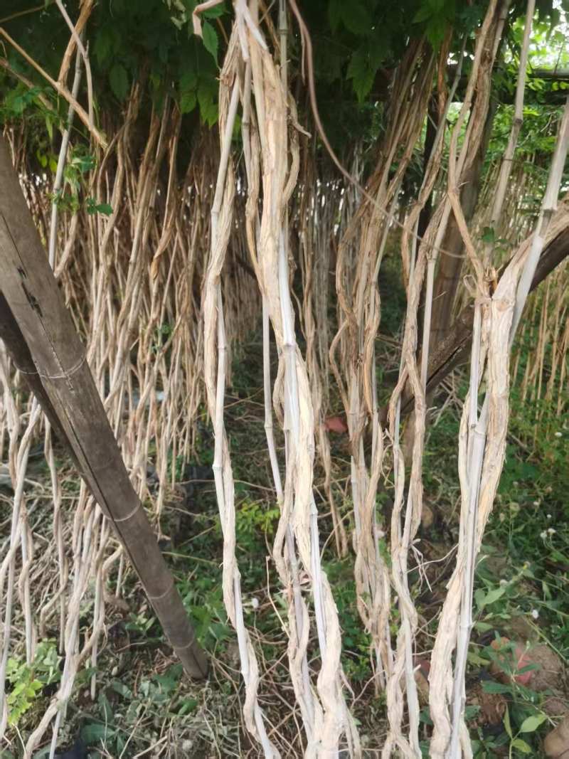 地栽凌霄苗