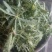 野生苦菜