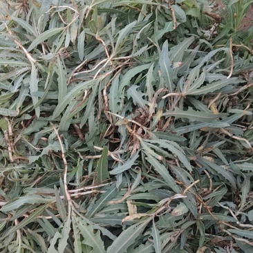 野生苦菜