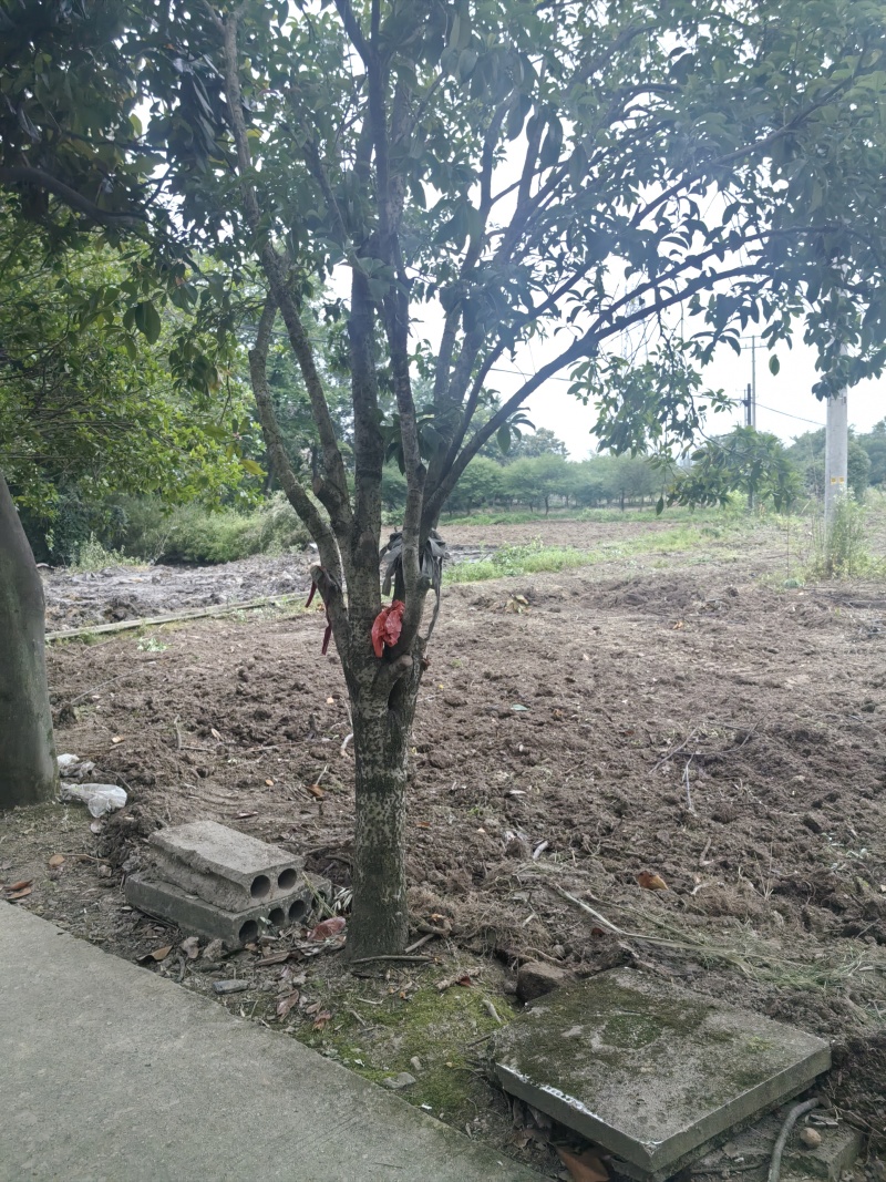 自家桂花树，自提
