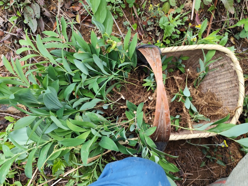 湖北大别山野生黄精玉竹