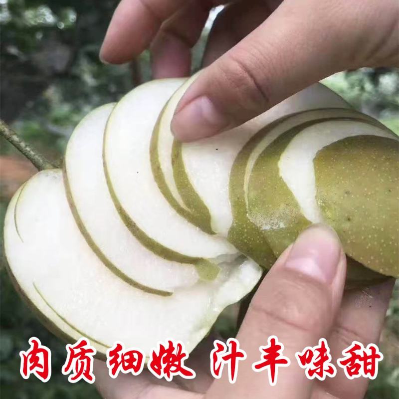 福建翠冠梨