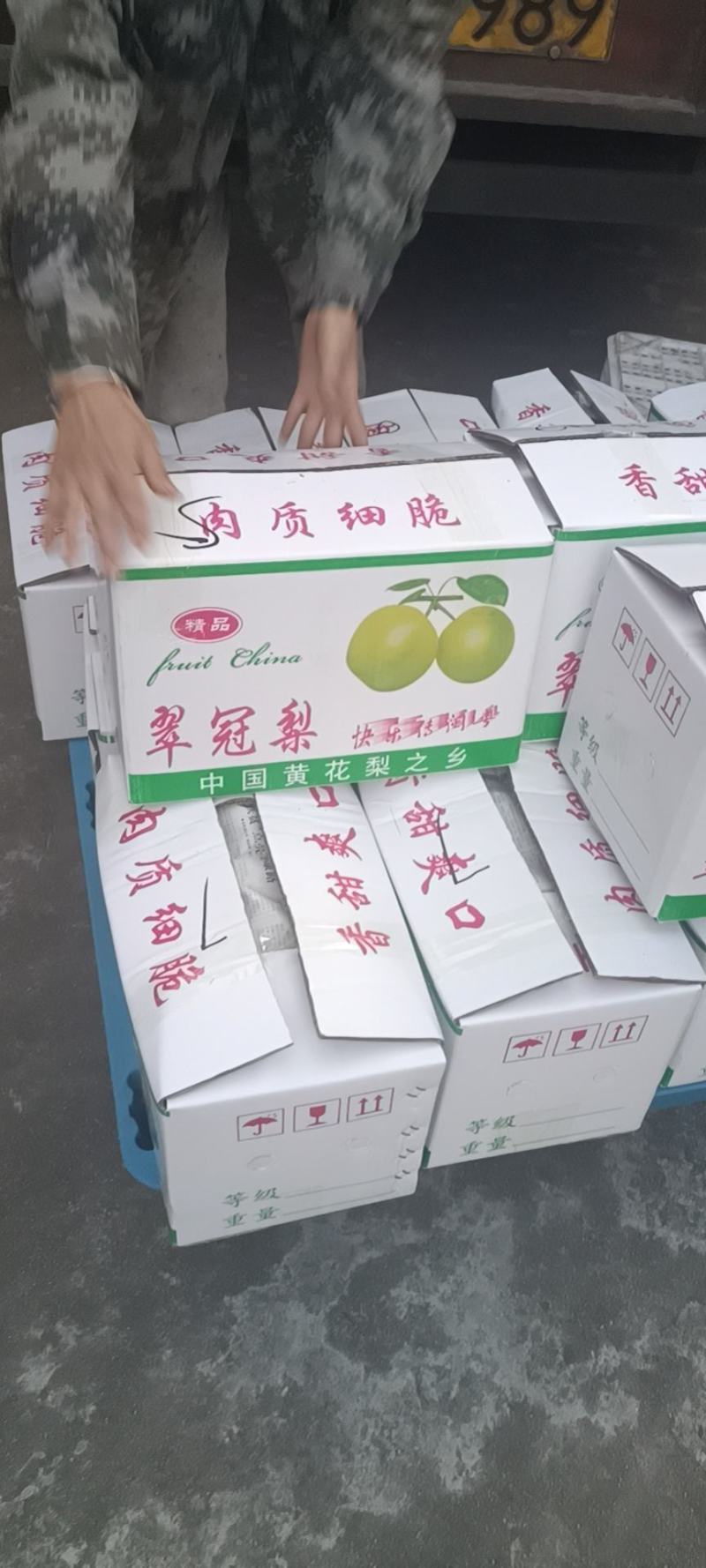 福建翠冠梨