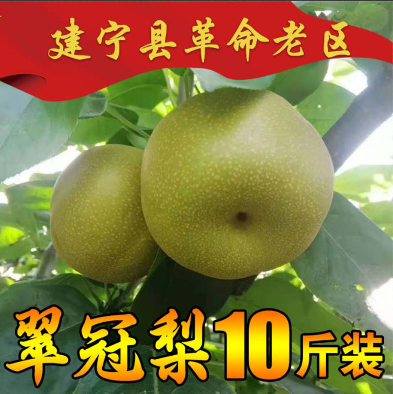 福建翠冠梨