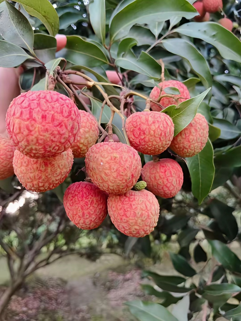 荔枝王桂味仙进奉黑叶禾荔等品种