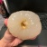 荔枝王桂味仙进奉黑叶禾荔等品种