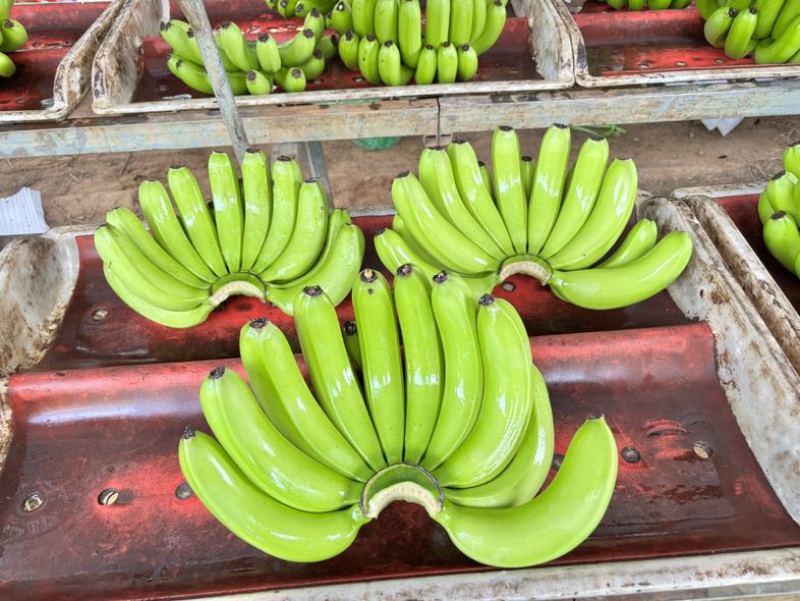 香蕉🍌海南香蕉