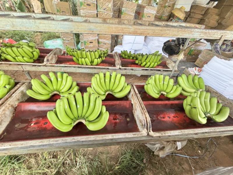 香蕉🍌海南香蕉