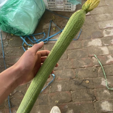 精品丝瓜，自产自销，产地直销，大棚蔬菜种植。量大价格可议