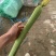 精品丝瓜，自产自销，产地直销，大棚蔬菜种植。量大价格可议