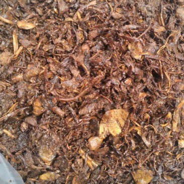 缅甸鸡枞油，已炸好除油