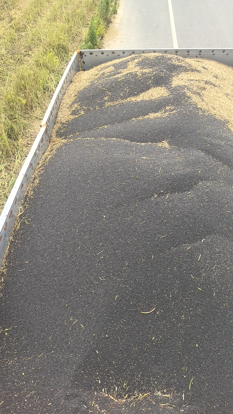 油菜籽