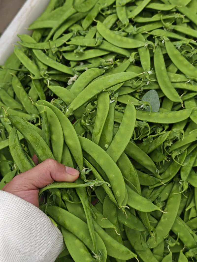 【推荐】荷兰豆严格把控质量价格合作共赢是目的寻求合作
