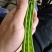【推荐】荷兰豆严格把控质量价格合作共赢是目的寻求合作