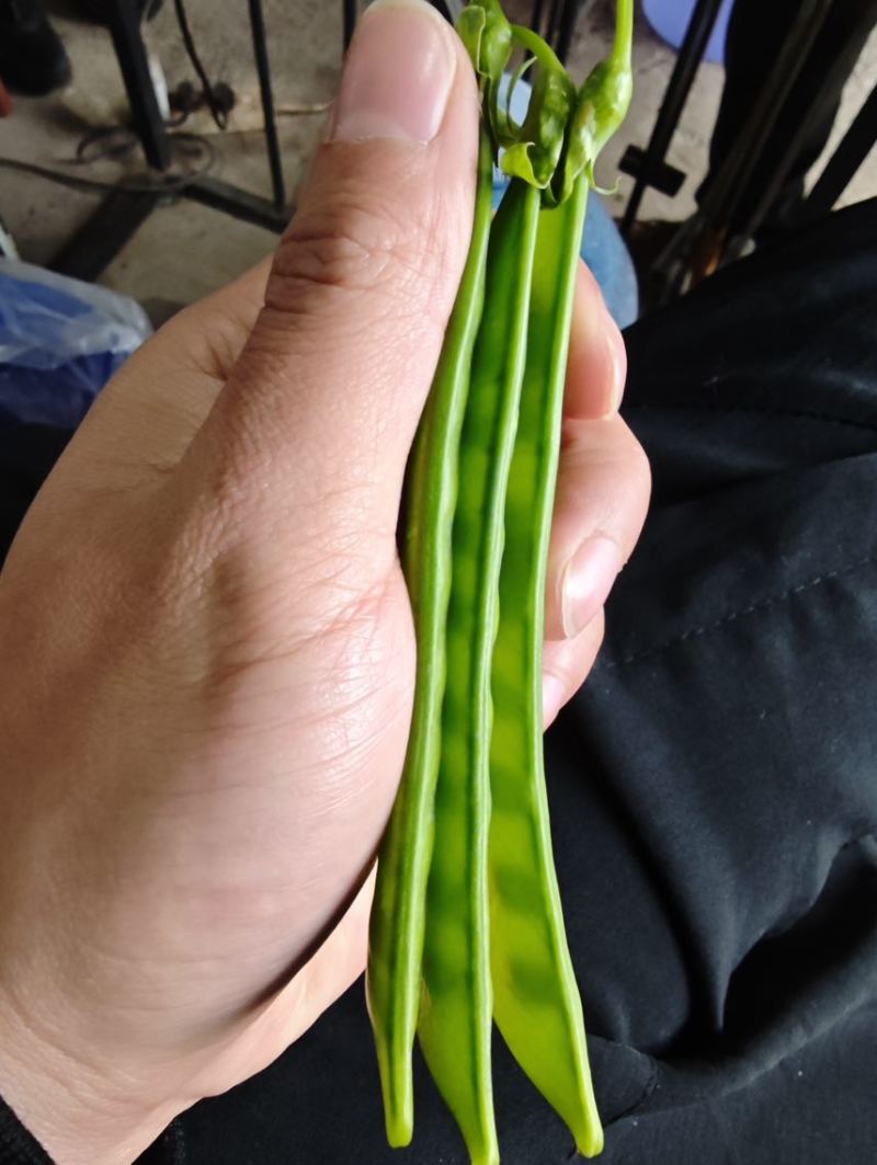 【推荐】荷兰豆严格把控质量价格合作共赢是目的寻求合作
