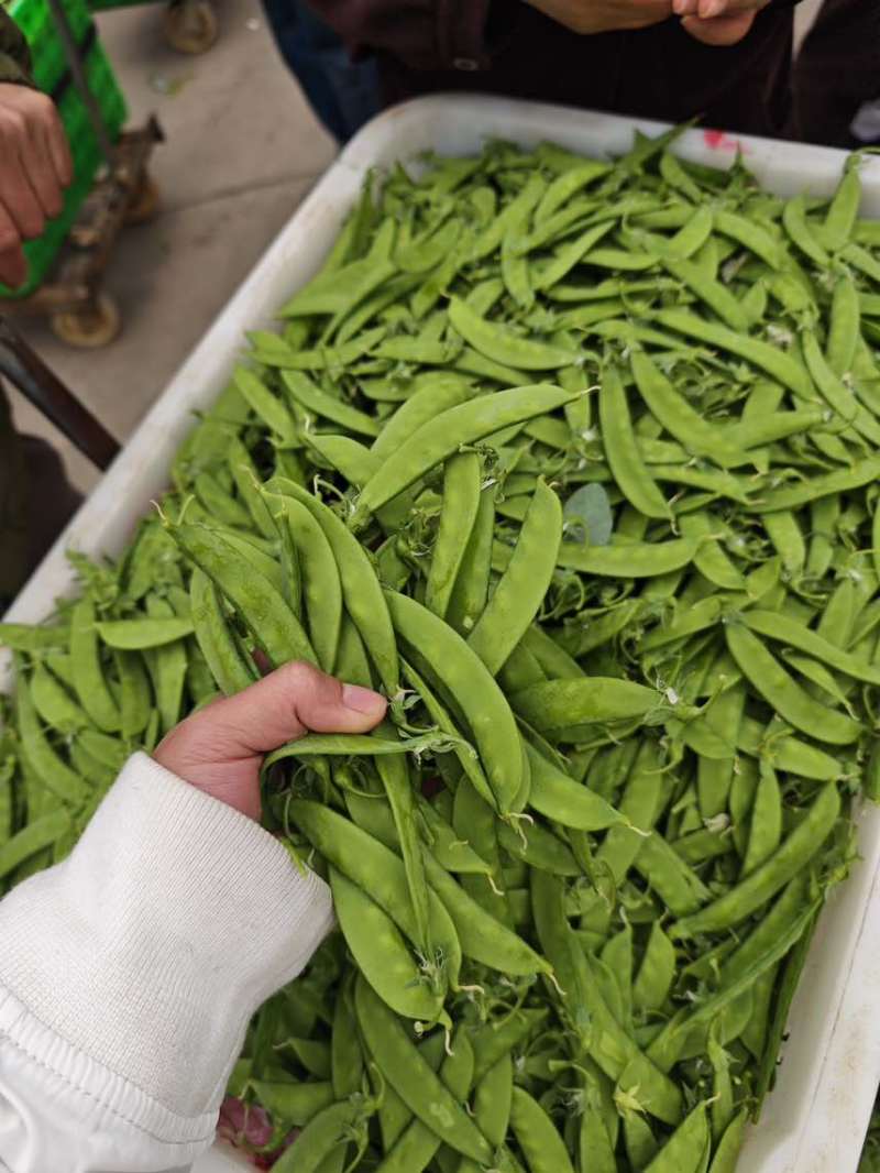 【推荐】荷兰豆严格把控质量价格合作共赢是目的寻求合作