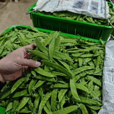 【推荐】荷兰豆严格把控质量价格合作共赢是目的寻求合作