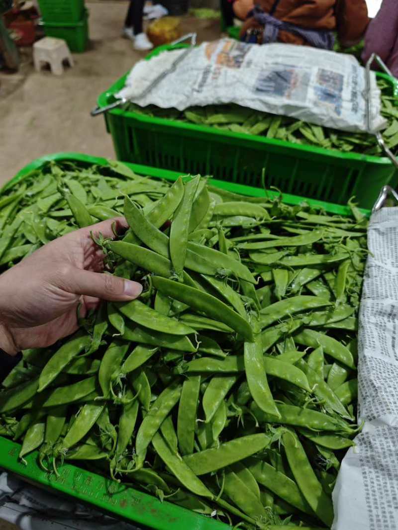 【推荐】荷兰豆严格把控质量价格合作共赢是目的寻求合作