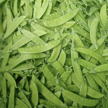 【推荐】荷兰豆严格把控质量价格合作共赢是目的寻求合作
