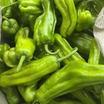 青椒