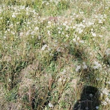 纯野生蒲公英