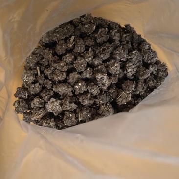 家种水洗两遍猫爪草