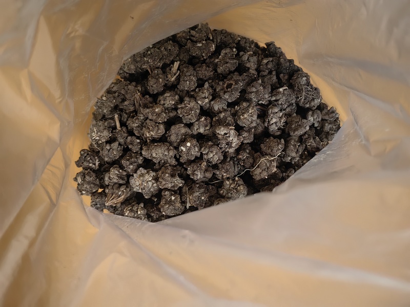 家种水洗两遍猫爪草