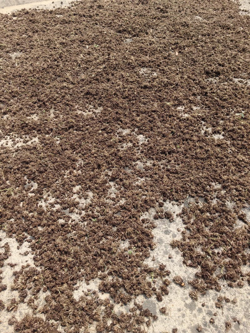 家种水洗两遍猫爪草