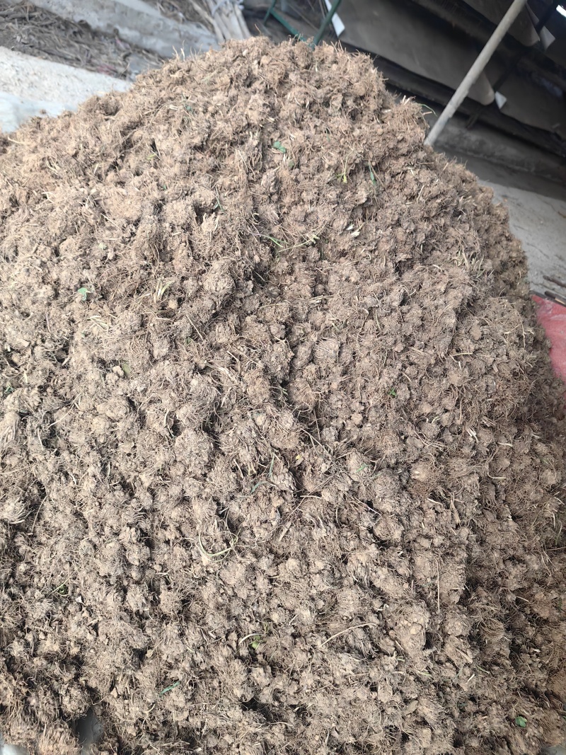 家种水洗两遍猫爪草