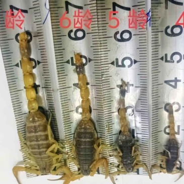 沂蒙全蝎