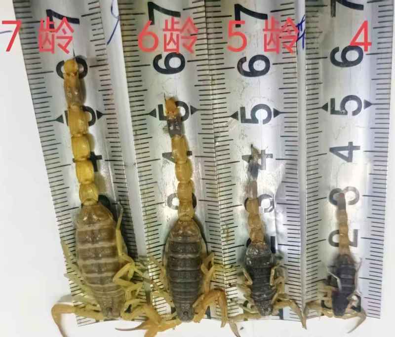 沂蒙全蝎
