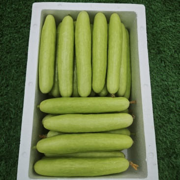 湖南永州玻璃大棚种植的水果黄瓜，品种奶油黄瓜，翡翠黄瓜，
