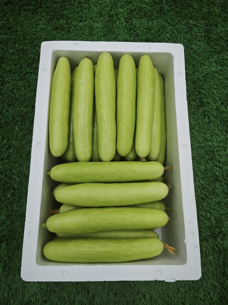 湖南永州玻璃大棚种植的水果黄瓜，品种奶油黄瓜，翡翠黄瓜，