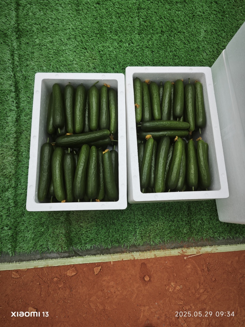 湖南永州玻璃大棚种植的水果黄瓜，品种奶油黄瓜，翡翠黄瓜，