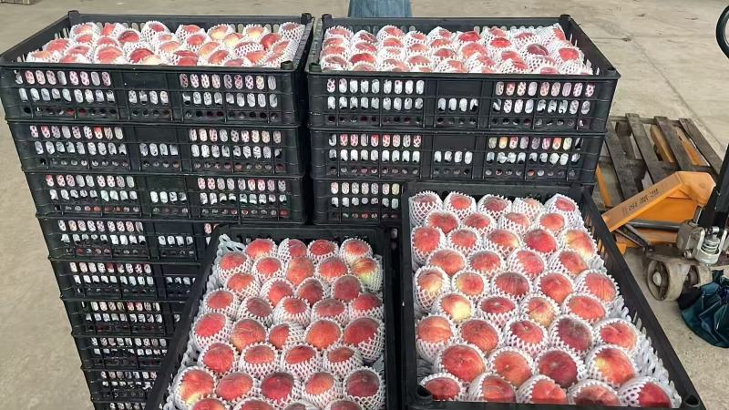 套袋春美2.5两起价格4.5元3两起价5.5元