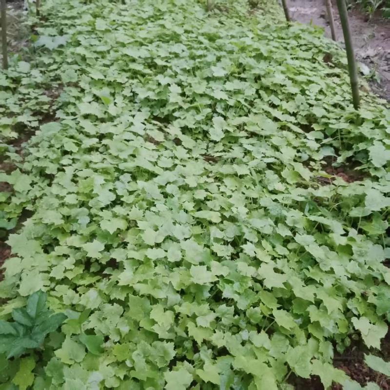 大通草，通草苗杯苗