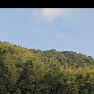 大量出售竹子