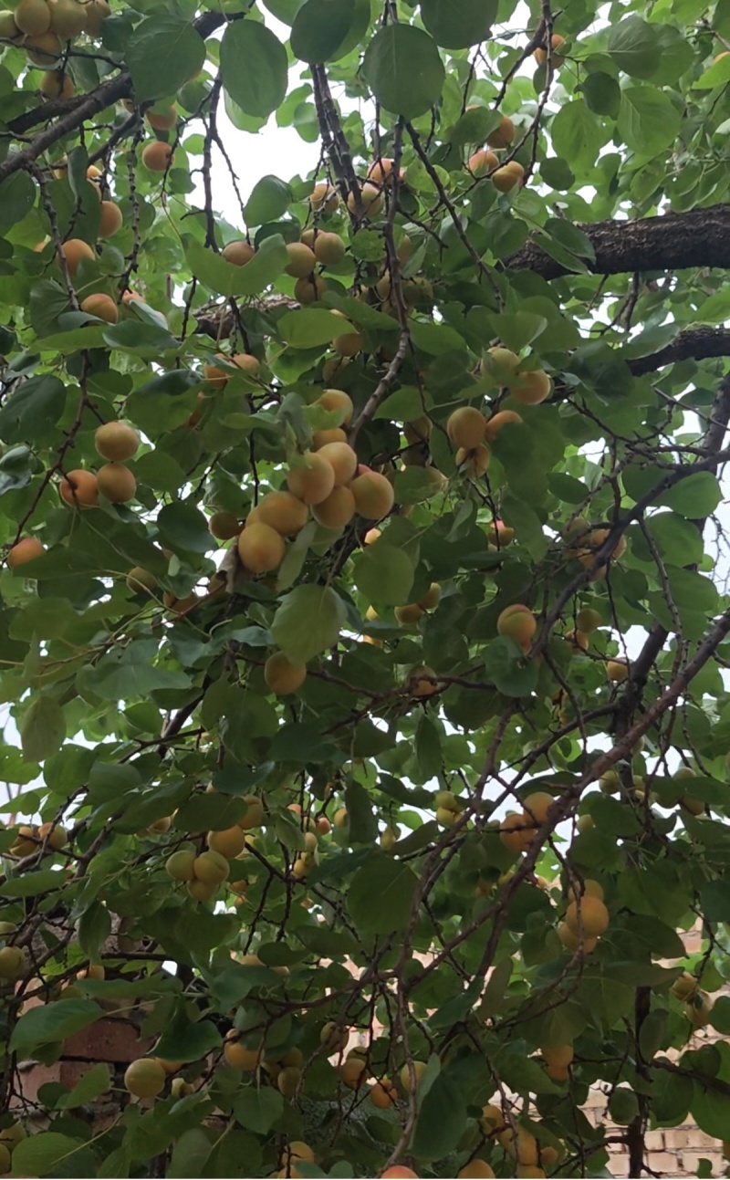 礼泉梅杏