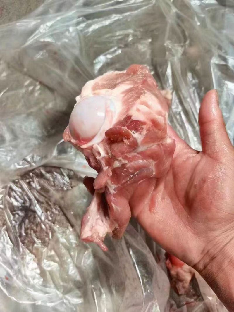 多肉猪棒骨大量现货量大从优