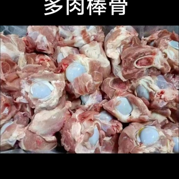 多肉猪棒骨大量现货量大从优